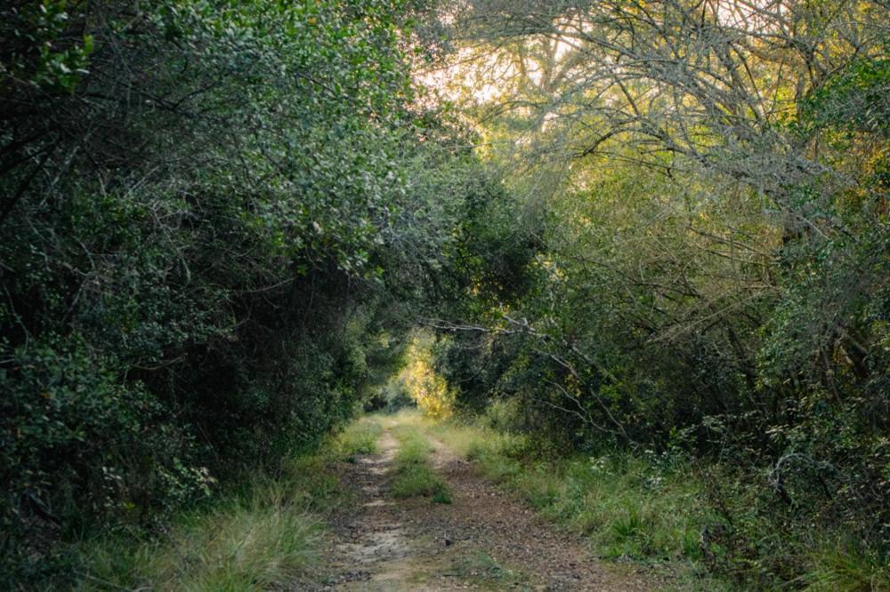Forest Harmony Книсна Екстериор снимка